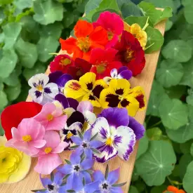 Пищевые цветы, 20–22 шт.