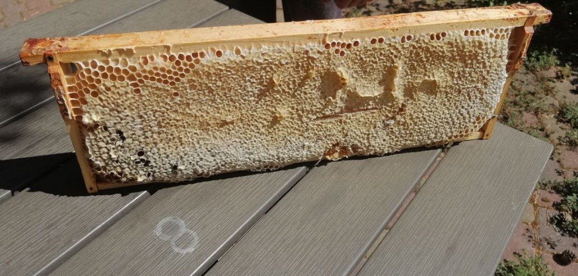 4 вида меда с личной пасеки фото 2