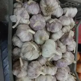 Чеснок
