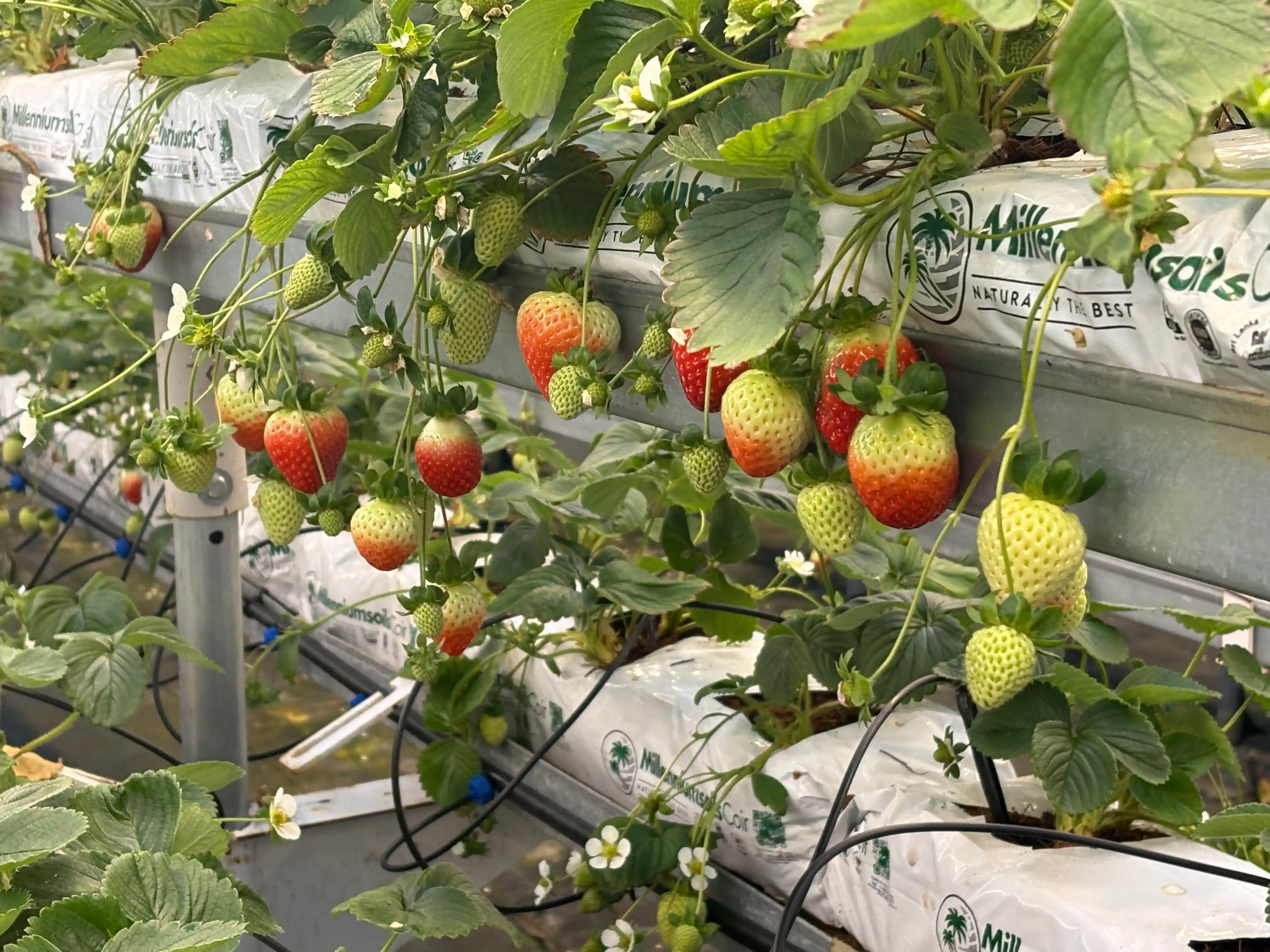 Клубника свежая РБ фото 6