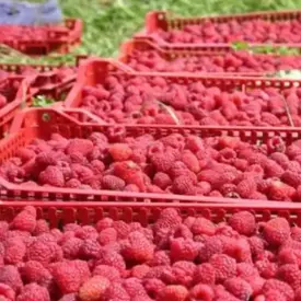 Саженцы ремонтантной малины сорт Полка