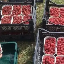 Малина садовая
