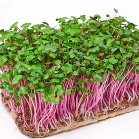 Микрозелень редиса «Красный коралл» (RedCorral)