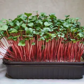 Микрозелень редиса «Красный коралл» (RedCorral)