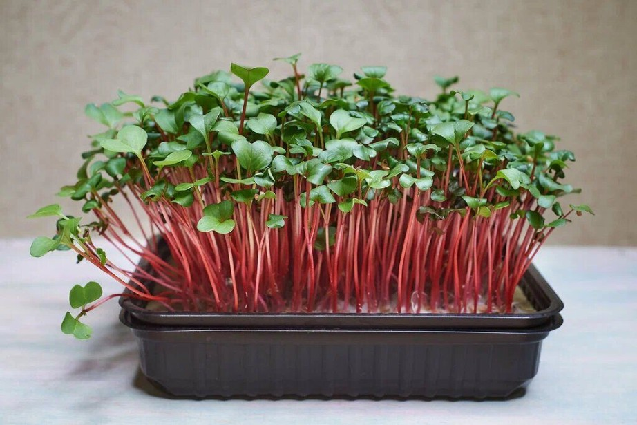 Микрозелень редиса «Красный коралл» (RedCorral) фото 2
