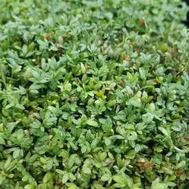 Микрозелень кресс-салата