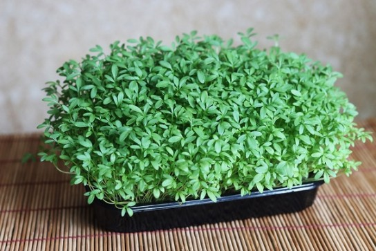 Микрозелень кресс-салата фото 2