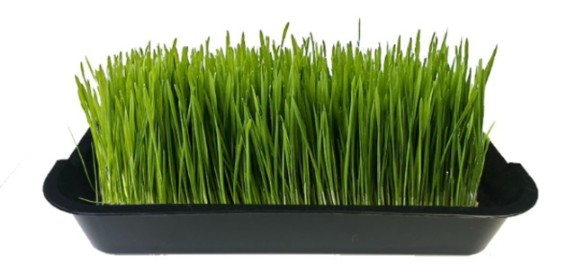 Микрозелень пшеницы фото 2