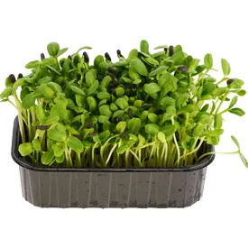 Микрозелень подсолнечника