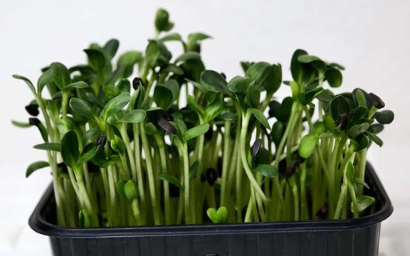 Микрозелень подсолнечника фото 2