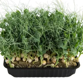 Горох  усатый