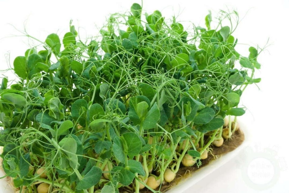 Горох  усатый фото 2