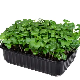 Микрозелень редиса зеленого (дайкон)