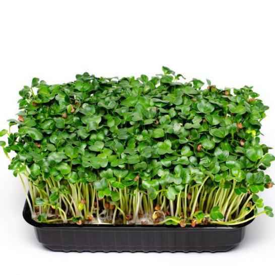 Микрозелень редиса зеленого (дайкон) фото 2