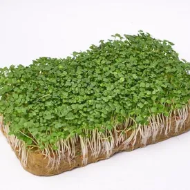 Микрозелень рукколы (Индау) Корсика