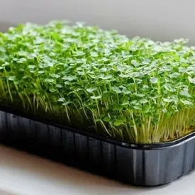 Микрозелень рукколы (Индау) Корсика