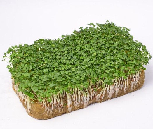 Микрозелень рукколы (Индау) Корсика фото 2