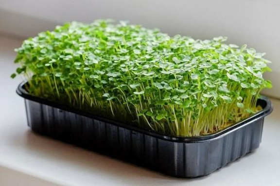 Микрозелень рукколы (Индау) Корсика фото 1