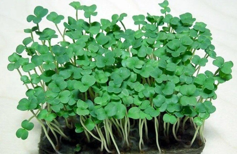 Микрозелень рукколы (Индау) Корсика фото 3