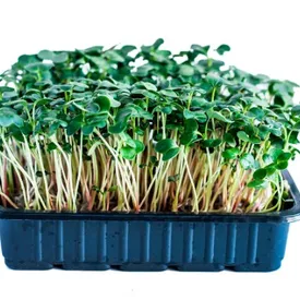 Микрозелень редиса острого