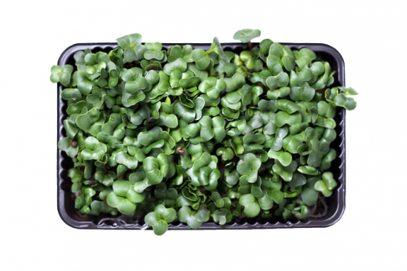 Микрозелень редиса острого фото 3