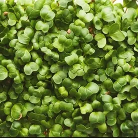 Микрозелень клевера
