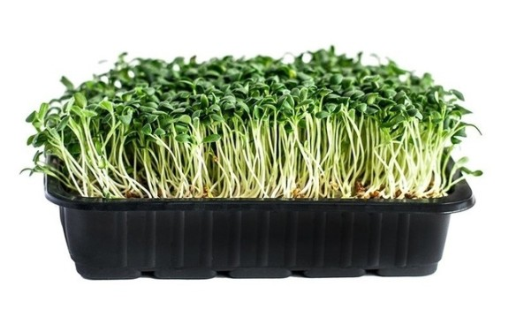 Микрозелень клевера фото 2