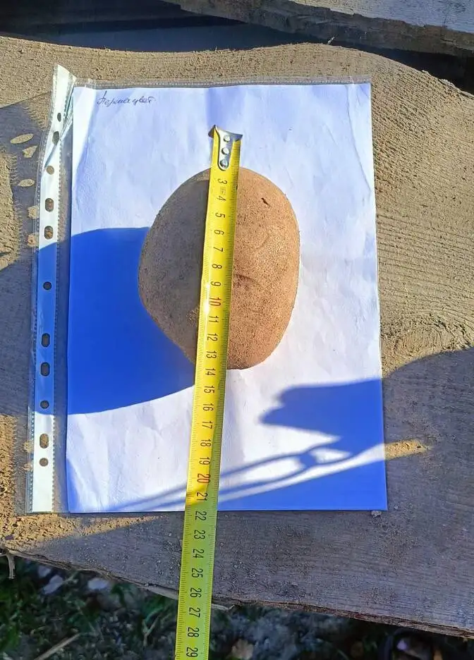 Картофель "Першацвет" (опт) фото 2