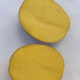 Картофель "Скарб" (опт)