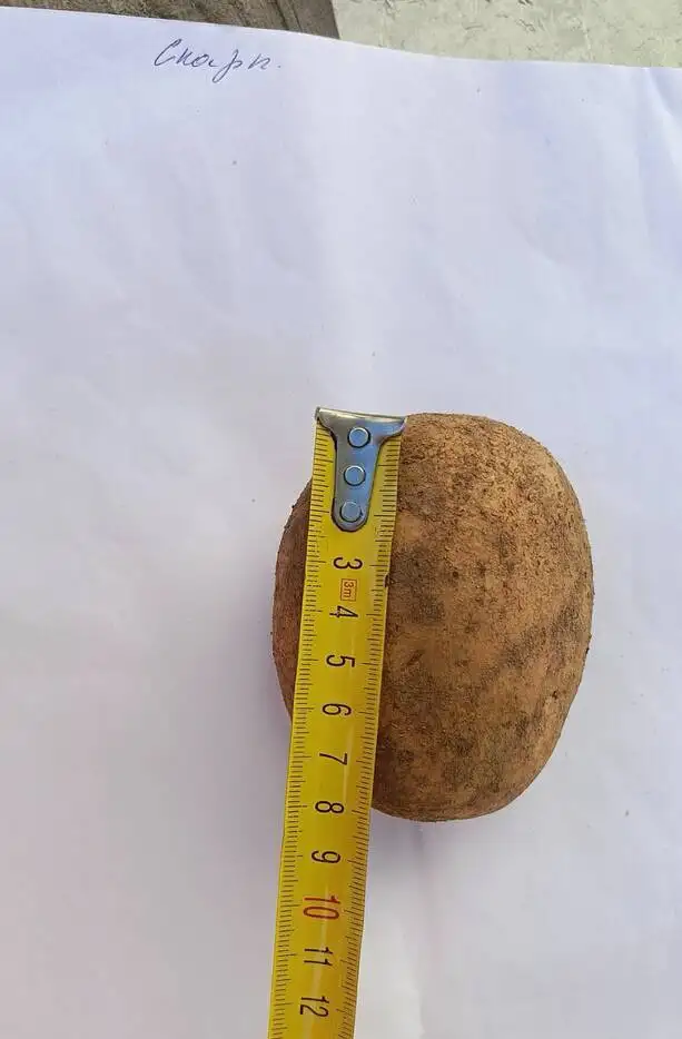 Картофель "Скарб" (опт) фото 2