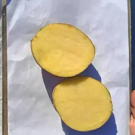 Картофель "Водар" (опт)