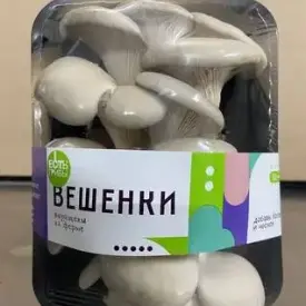 Вешенка