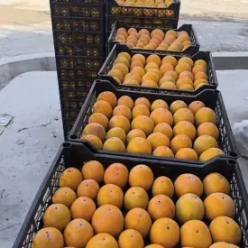 Хурма шоколадка