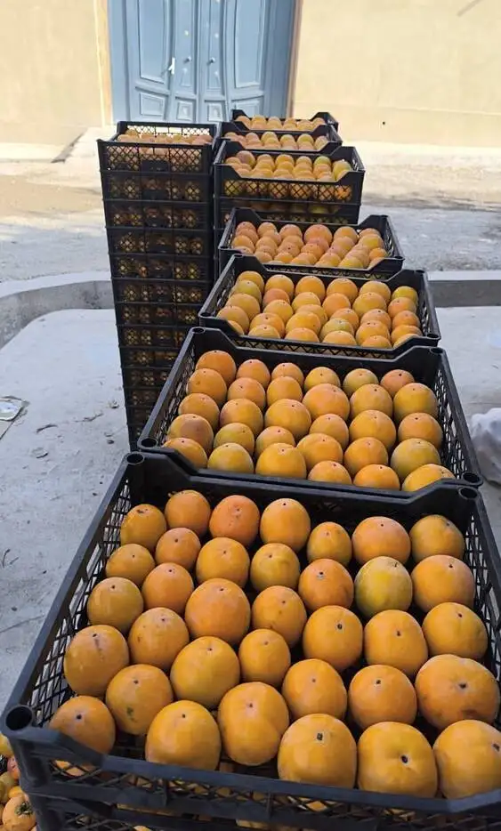 Хурма шоколадка