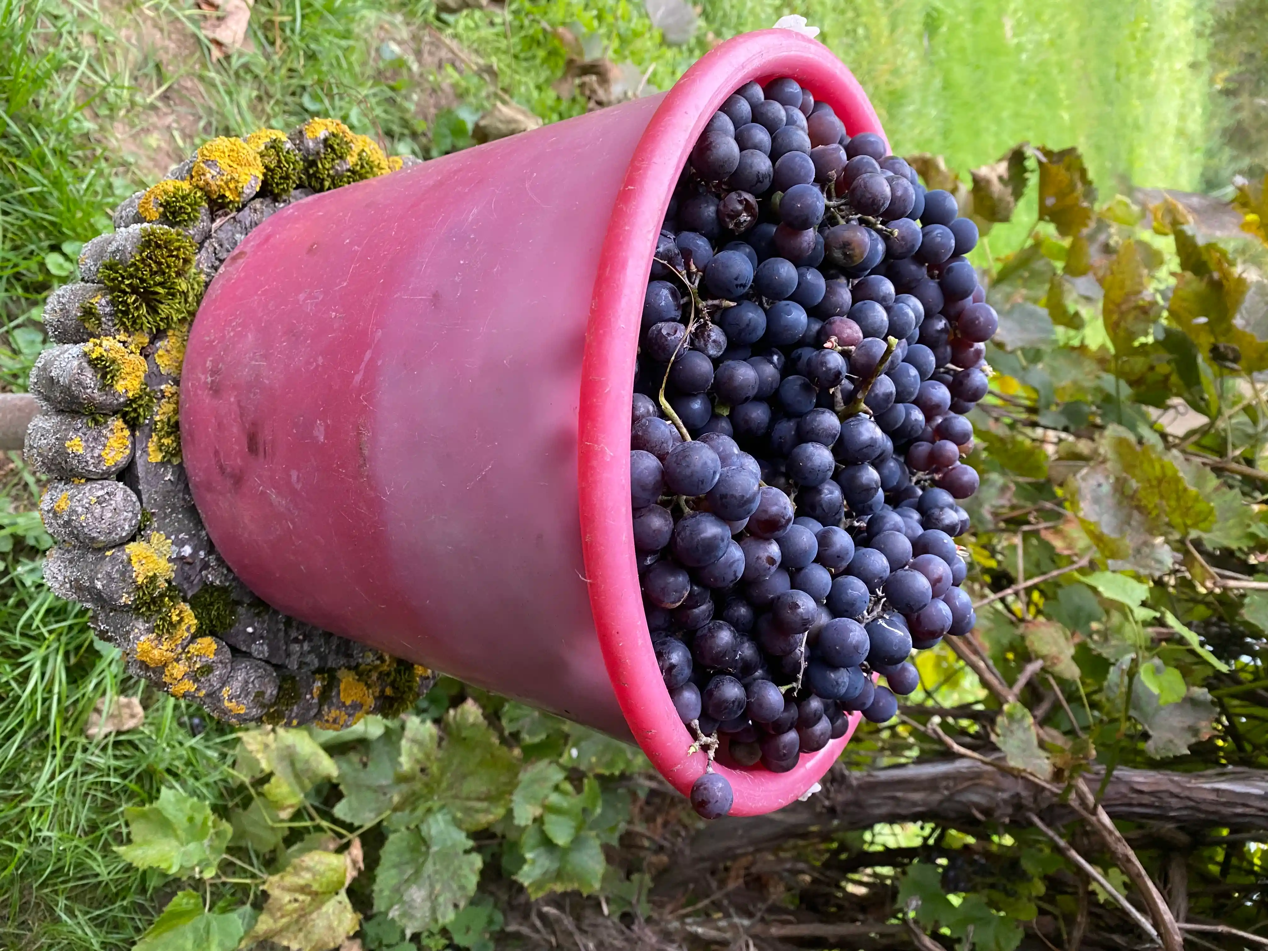 Чурчхела домашняя фото 7