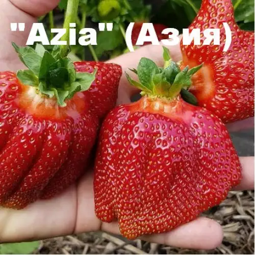 Клубника «Asia» (Азия) фото 3