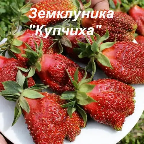 Земклуника «Купчиха» фото 2