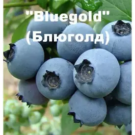 Голубика высокорослая «Bluegold» (Блюголд)