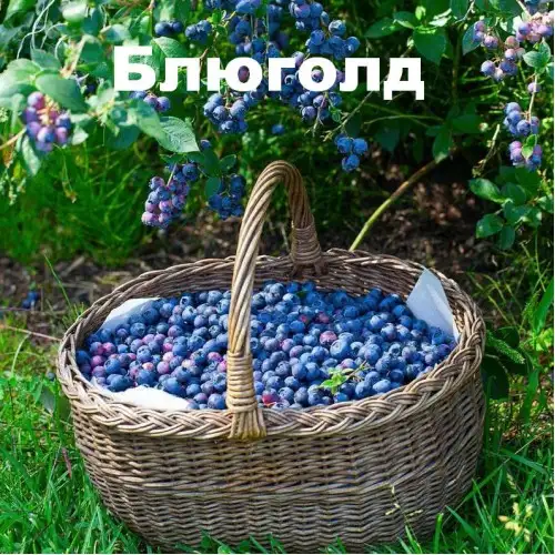 Голубика высокорослая «Bluegold» (Блюголд) фото 2
