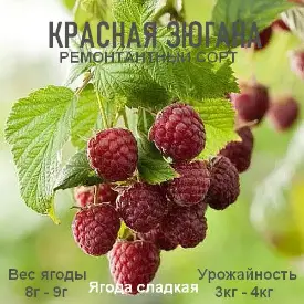 Малина «Primberry Sugana» (Зюгана)