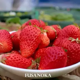 Клубника Fusanoka (Фусанока)