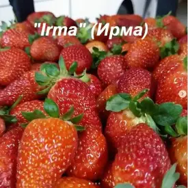 Клубника «Irma» (Ирма)