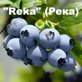 Голубика «Reka» (Река)