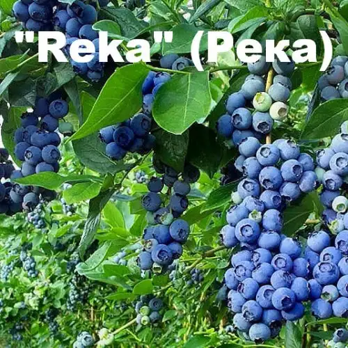 Голубика «Reka» (Река) фото 3