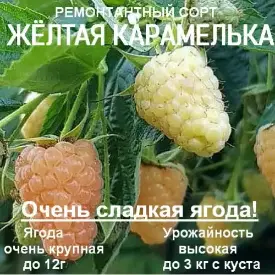 Малина Candy Caramel
