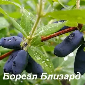 Жимолость «Boreal Blizzard PBR» (Бореал Близзард, Северная Метель)