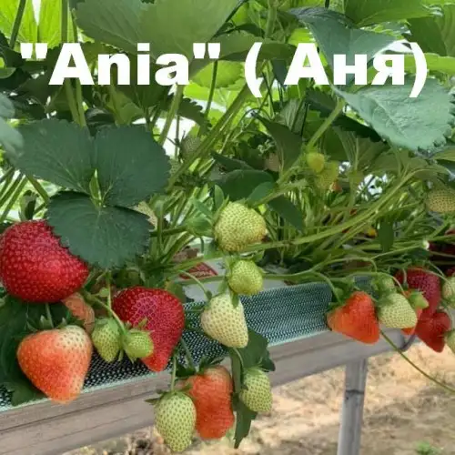 Клубника «Ania» (Ания) фото 2