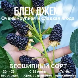 Ежевика «Black Gem» (Блек Джем)