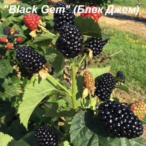 Ежевика «Black Gem» (Блек Джем) фото 2