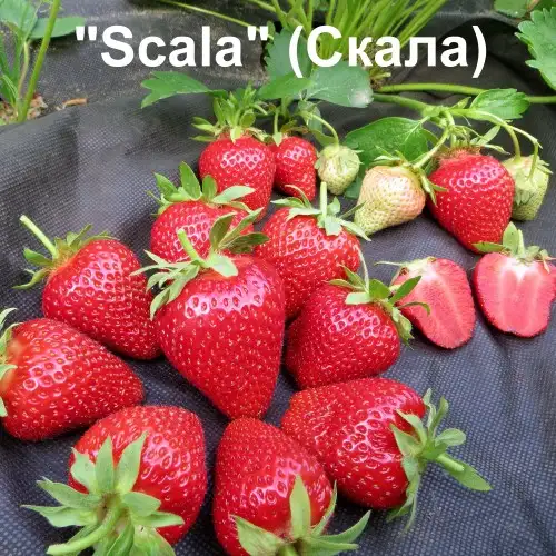 Клубника Scala (Скала) фото 3